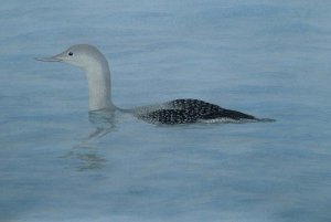 Red Throated Diver