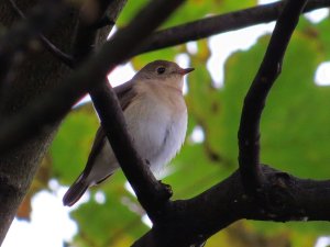 Red-breasted Flycatcher