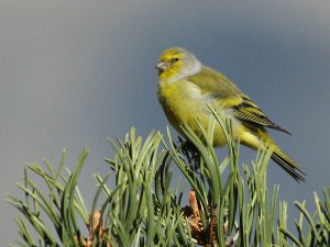 Citril Finch