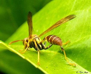 ........ Paper Wasp ...........