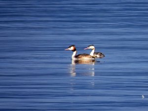 Great Crested Grebe