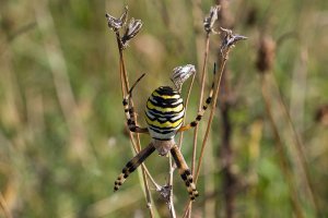 Wasp Spider