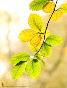 Autumn Beech