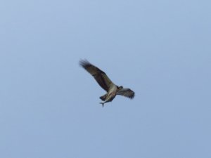 Osprey