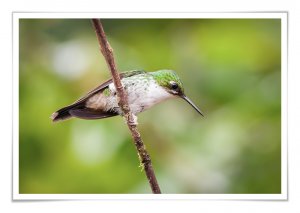 White-Booted Racket-tail