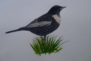 Ring Ouzel