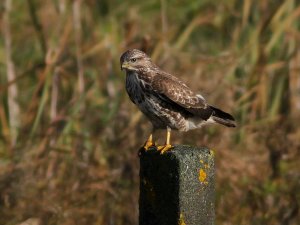 Common Buzzard