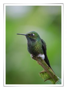 White-Booted Racket-tail