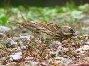 Masked Bunting