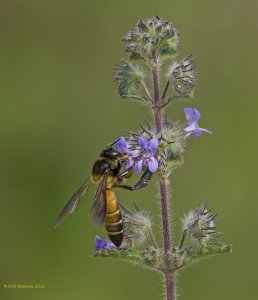 Wild Bee on Wildflower