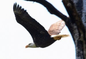 Bald Eagle, Honeymoon Island St Park, Florida