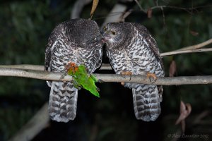 Powerful Owl pair