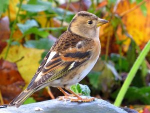 Brambling