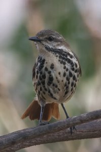 Spotted Morning-thrush