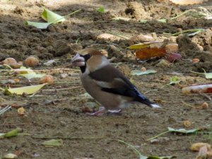 Hawfinch