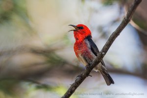 Scarlet Honeyeater singing