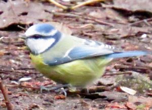 Blue tit