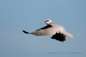 Black-shouldered Kite