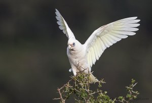 Little Corella landing