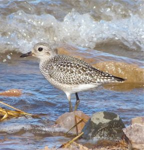 Black-bellied Plover