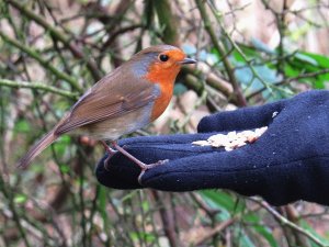 A bird in the hand....