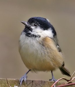 Bright-eyed little Coal Tit