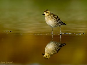 Pacific Golden-Plover and a book in Arabic