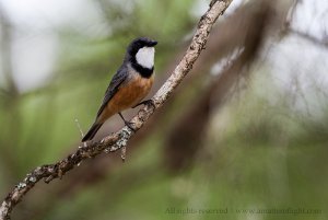 Rufous Whistler