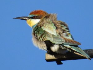 European Bee-eater