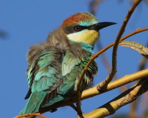 European Bee-eater