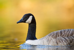 Canada Goose