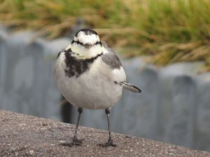 Wagtail