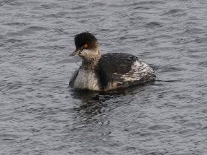 Black-necked Grebe