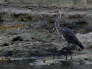 Heron