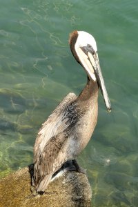 Brown Pelican (Pelecanus occidentalis)