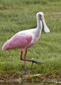 Roseate Spoonbill