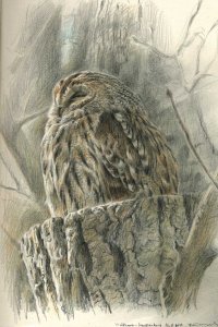 Tawny owl -reddish field study