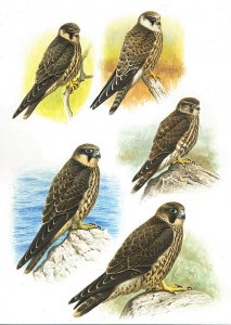 Juvenile Falcons Plate