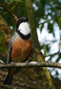 Rufous Whistler