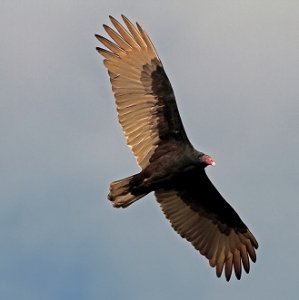 Turkey Vulture