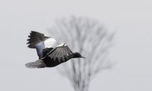 Muscovy Duck - Male