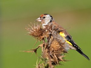 Goldfinch and thistles
