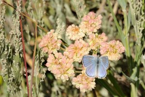 Boisduval's Blue on Sulphurflower Buckwheat