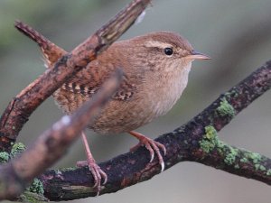 Wren