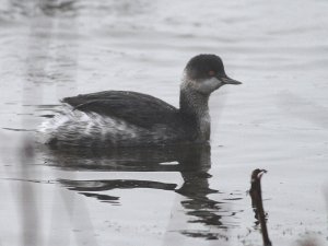 Black-necked Grebe