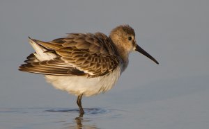 Dunlin