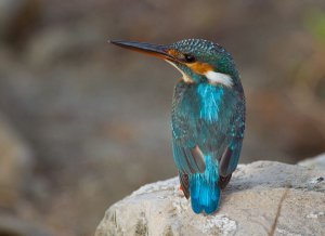 Kingfisher