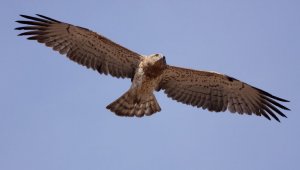Short-toed Eagle up close and personal 2