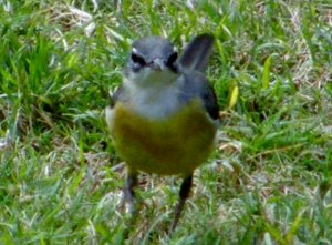 Grey Wagtail