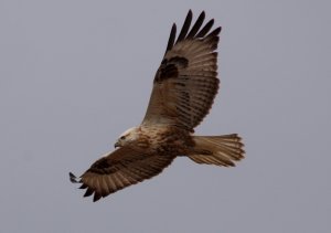 Long-legged Buzzard